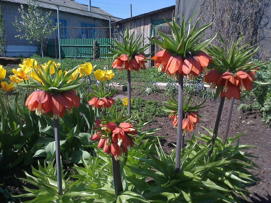 Рябчик Императорский (фритиллярия)