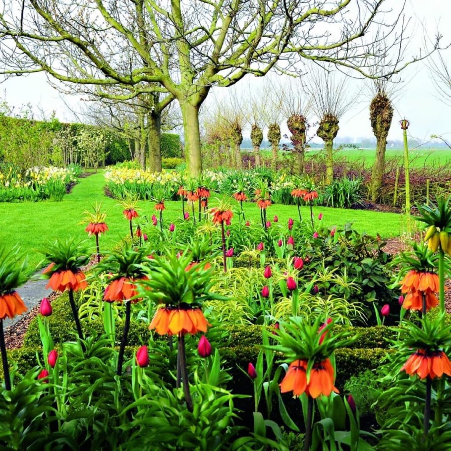 Рябчик Императорский персидский