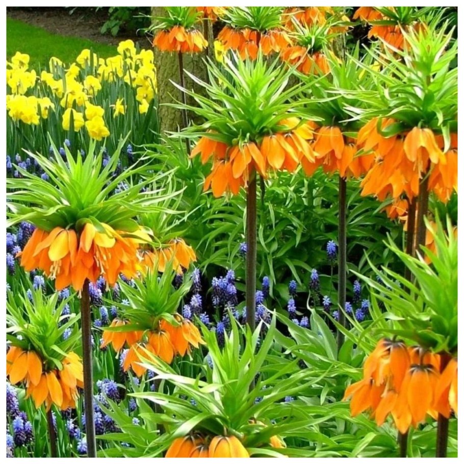 Рябчик Императорский (фритиллярия)