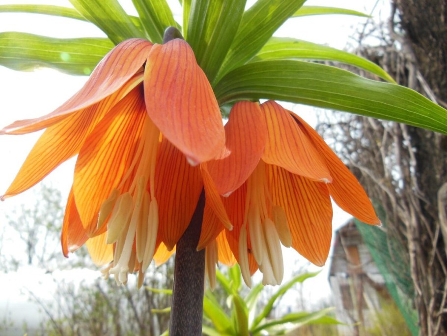 Рябчик Императорский Рубра