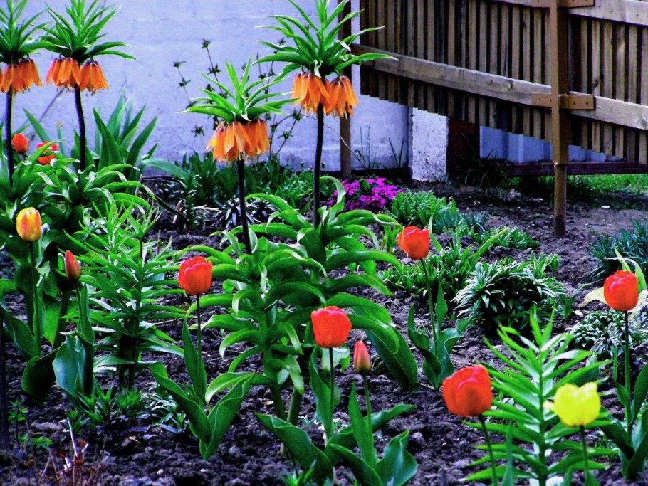 Цветок рябчик Императорский