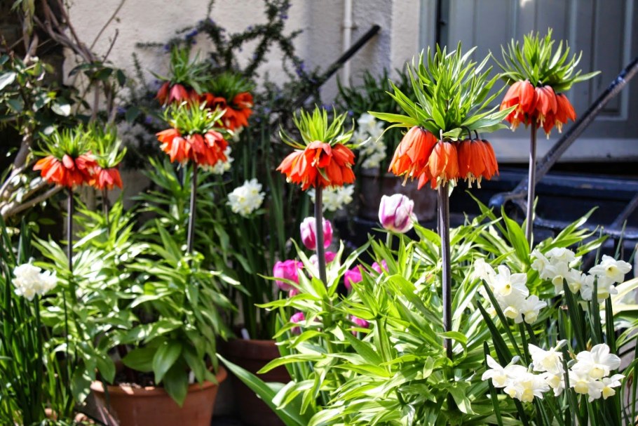 Рябчик фритиллярия