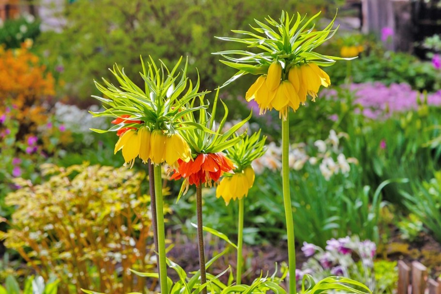 Рябчик Императорский lutea