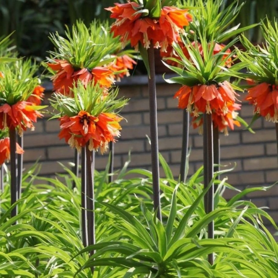 Рябчик Императорский