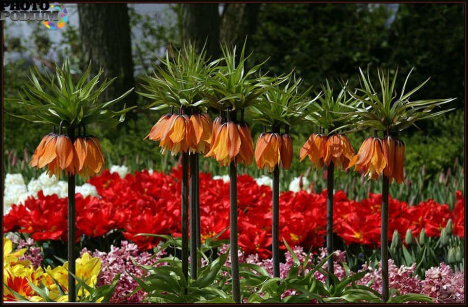 Цветы луковичные рябчик Императорский