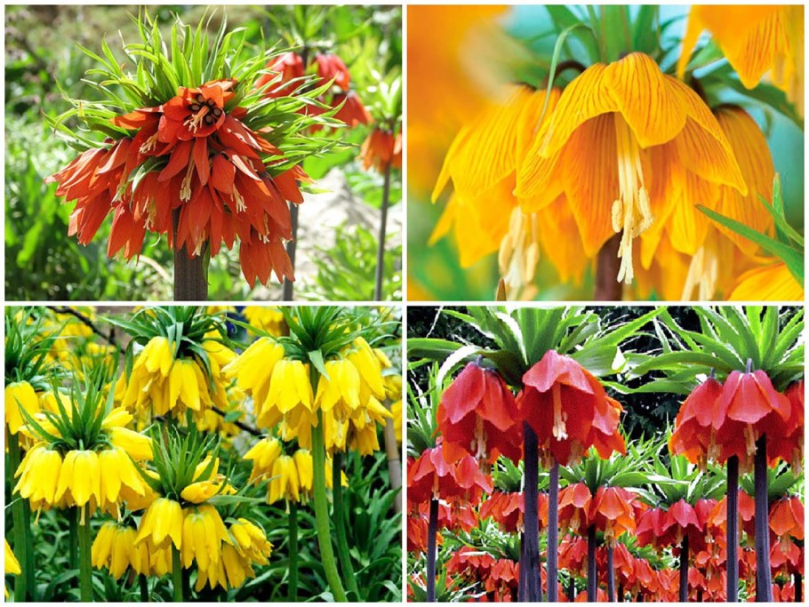 Рябчик Императорский (фритиллярия)