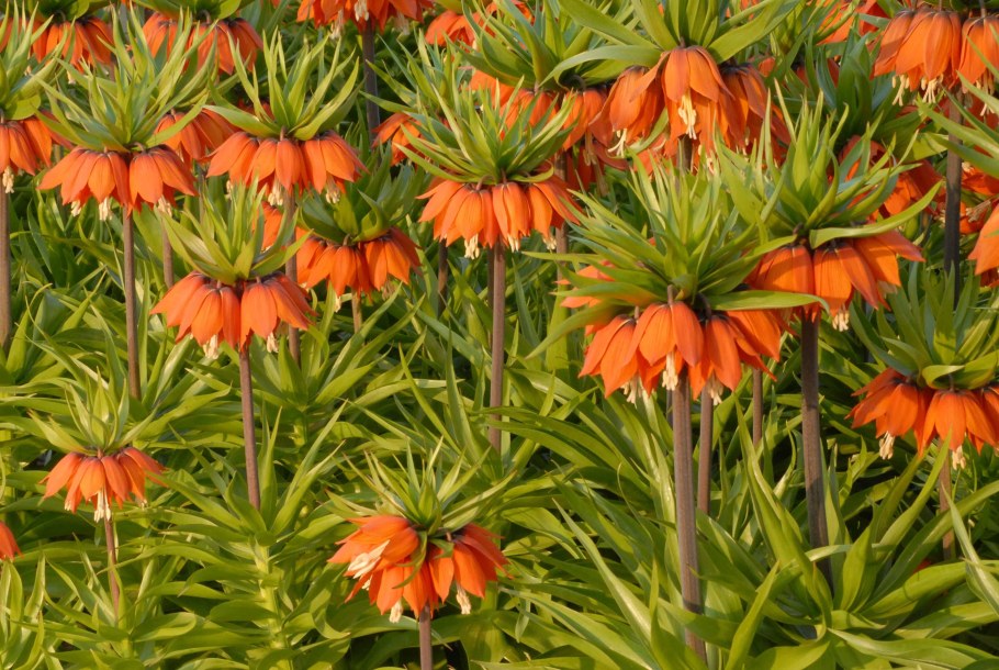 Рябчик Императорский (фритиллярия)