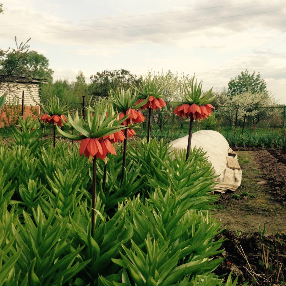 Рябчик Аврора ландшафт