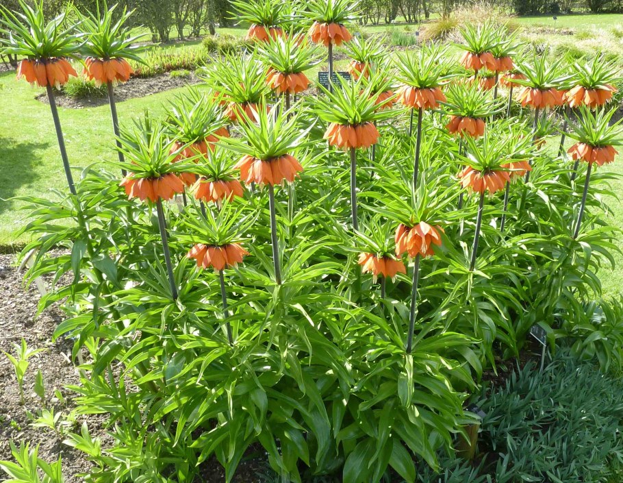 Рябчик Императорский Рубра