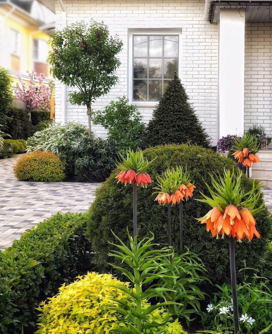 Рябчик Императорский