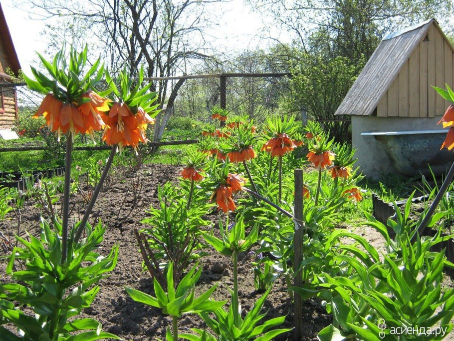 Цветок рябчик Императорский
