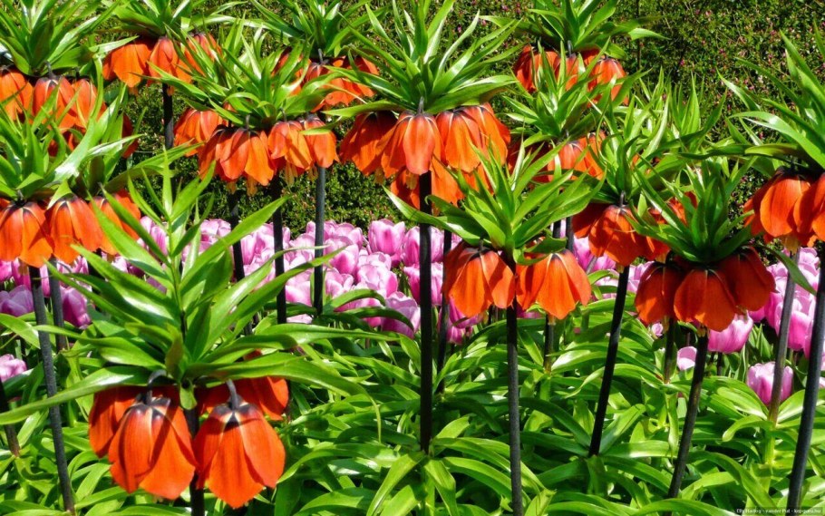 Рябчик Императорский Страйпт Бьюти