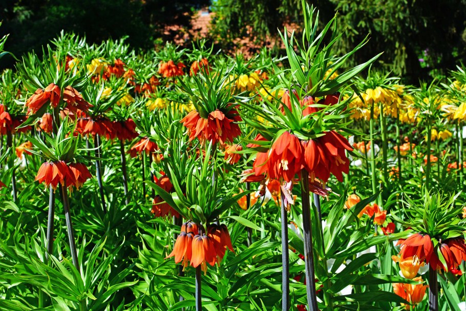 Рябчик Императорский (фритиллярия)