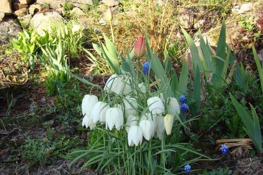 Рябчик бледноцветковый