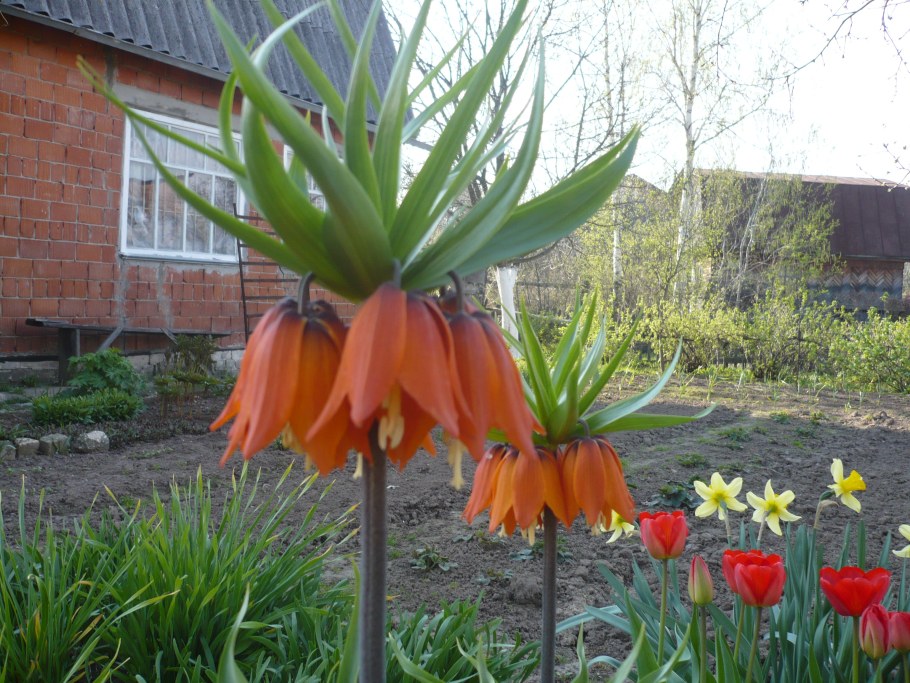 Рябчик Императорский всходы