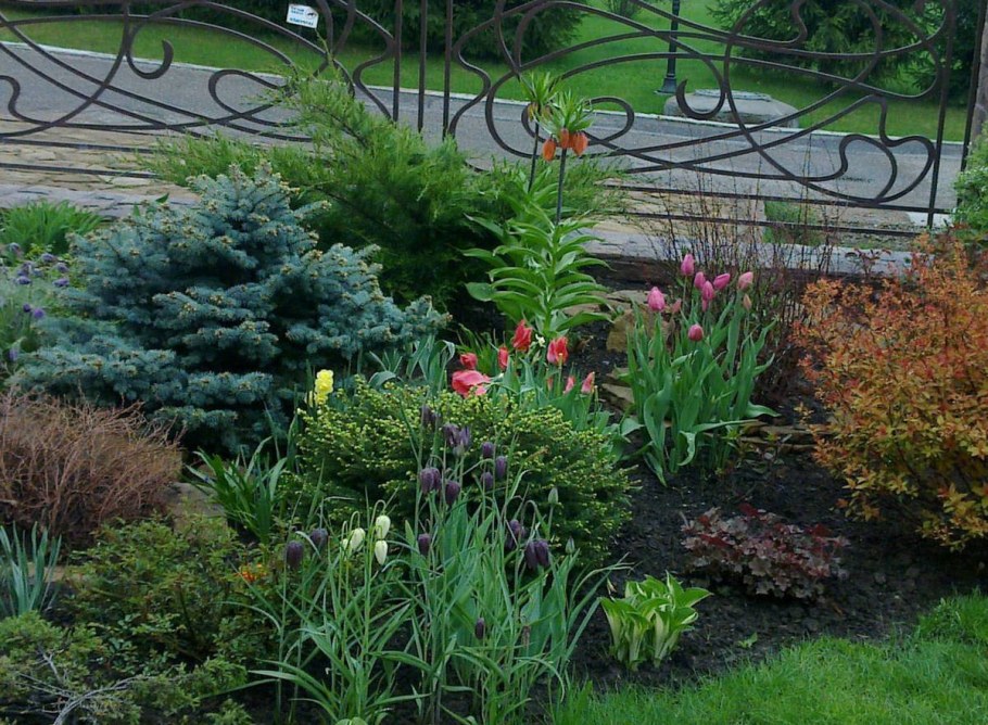 Рябчик Императорский в миксбордере