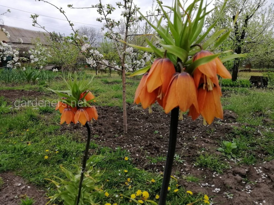 Рябчик Императорский Аврора