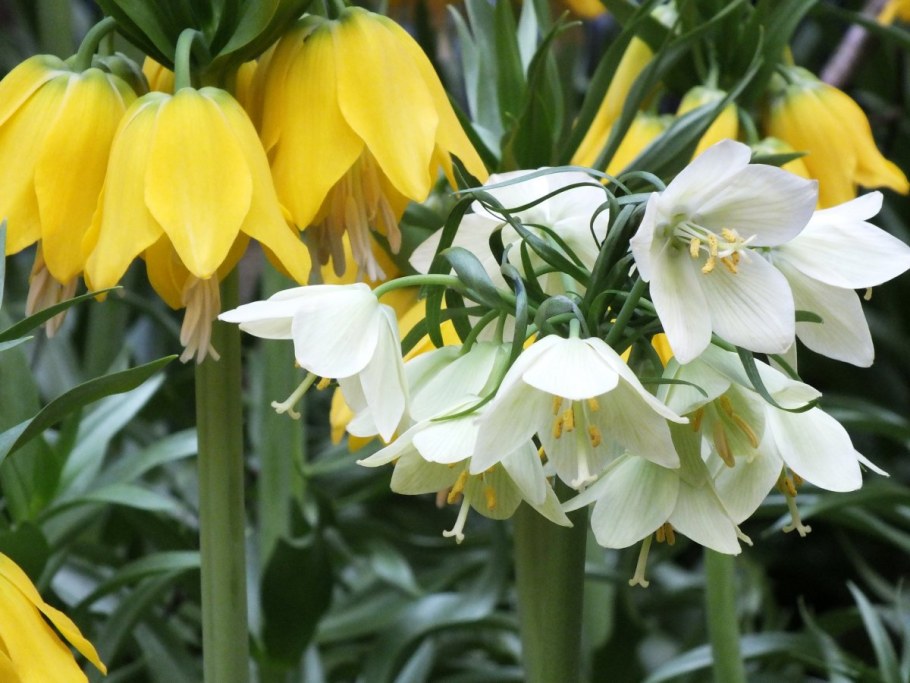 Рябчик Императорский (фритиллярия)