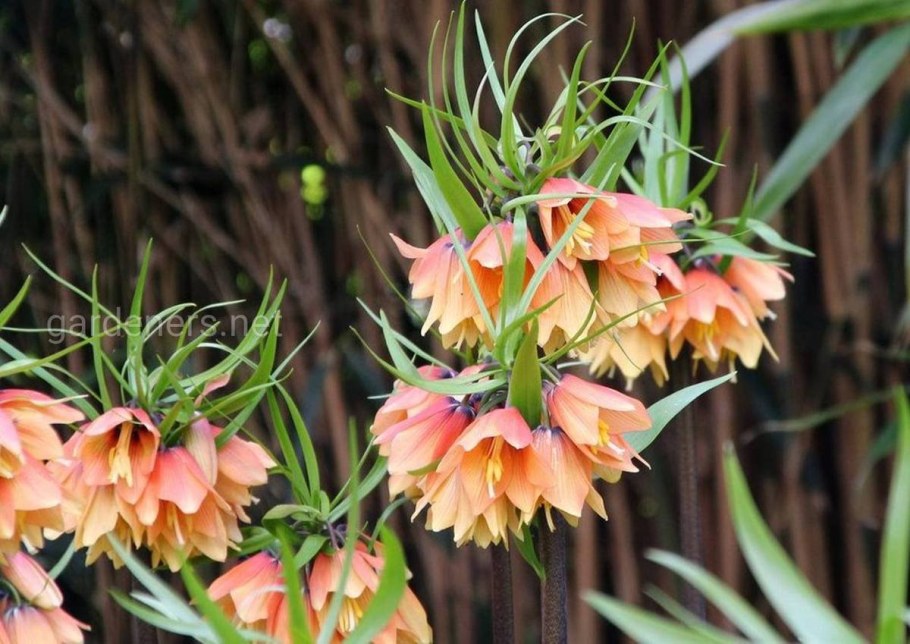 Цветок рябчик Императорский