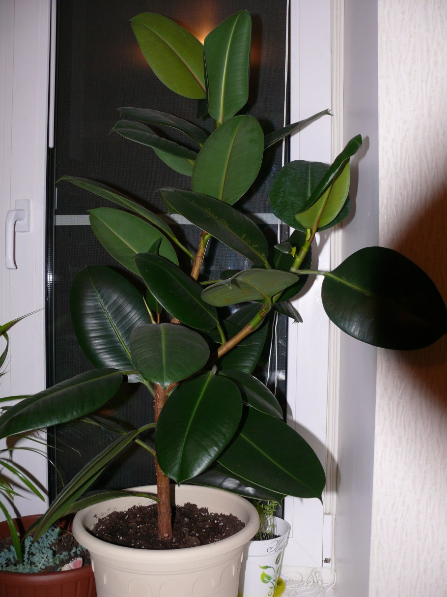 Фикус elastica robusta