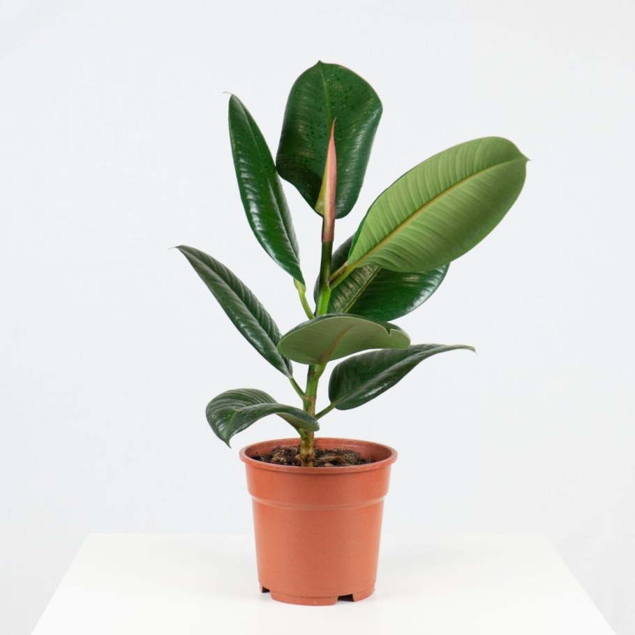 Фикус elastica robusta