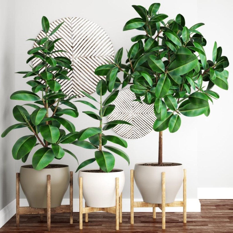 Фикус elastica robusta