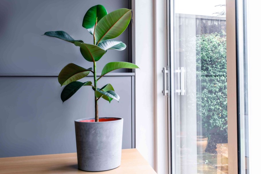 Фикус каучуконосный (Rubber Plant)