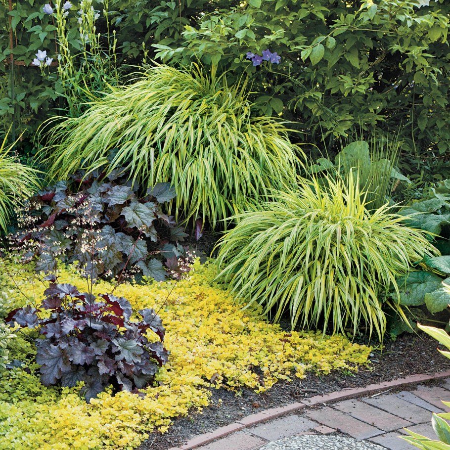 Хаконехлоя Ауреола