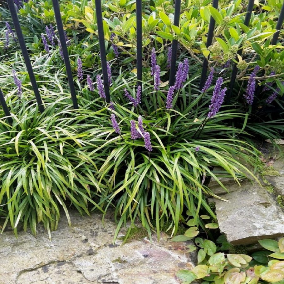 Лириопе мускари