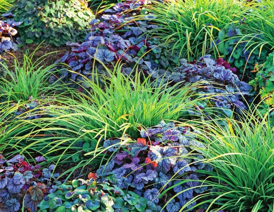 Осока Морроу в ландшафтном