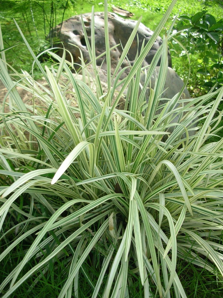 Офиопогон Нигра