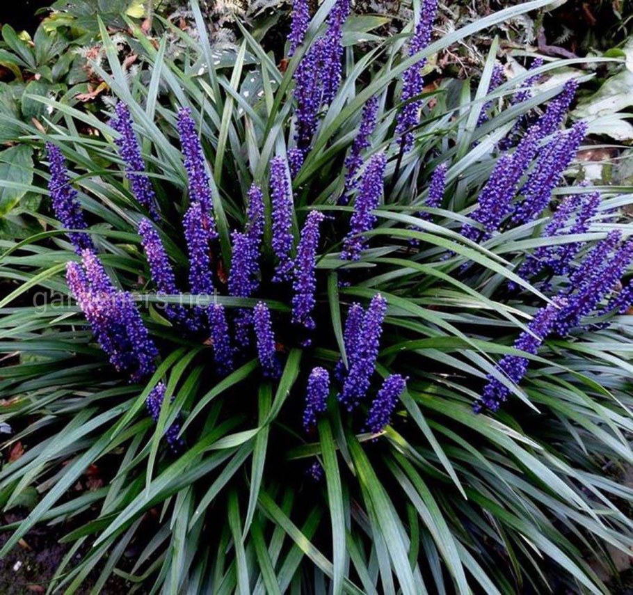 Лириопе мускари Манимейкер