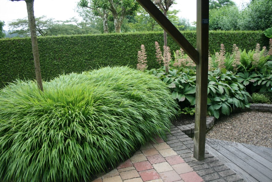 Хаконехлоя дерен