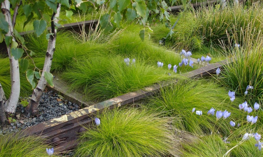 Осока пальмолистная в ландшафте