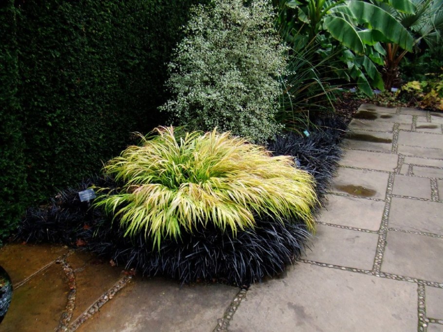 Офиопогон плоскострелый