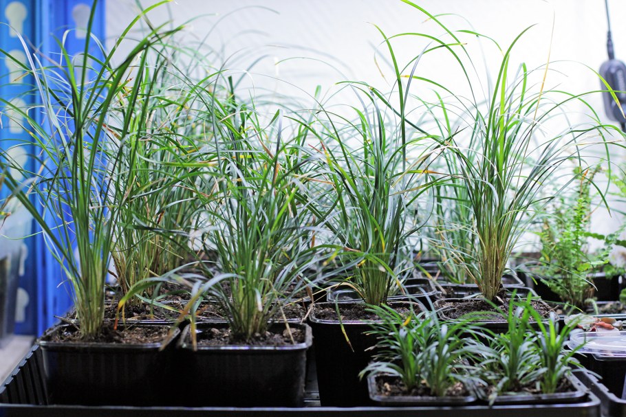 Офиопогон японский (японский Ландыш)