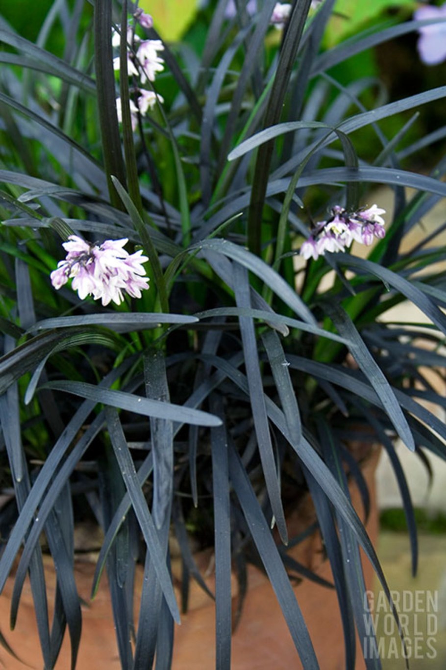 Офиопогон/Ландышник плоскострелый Нигресценс