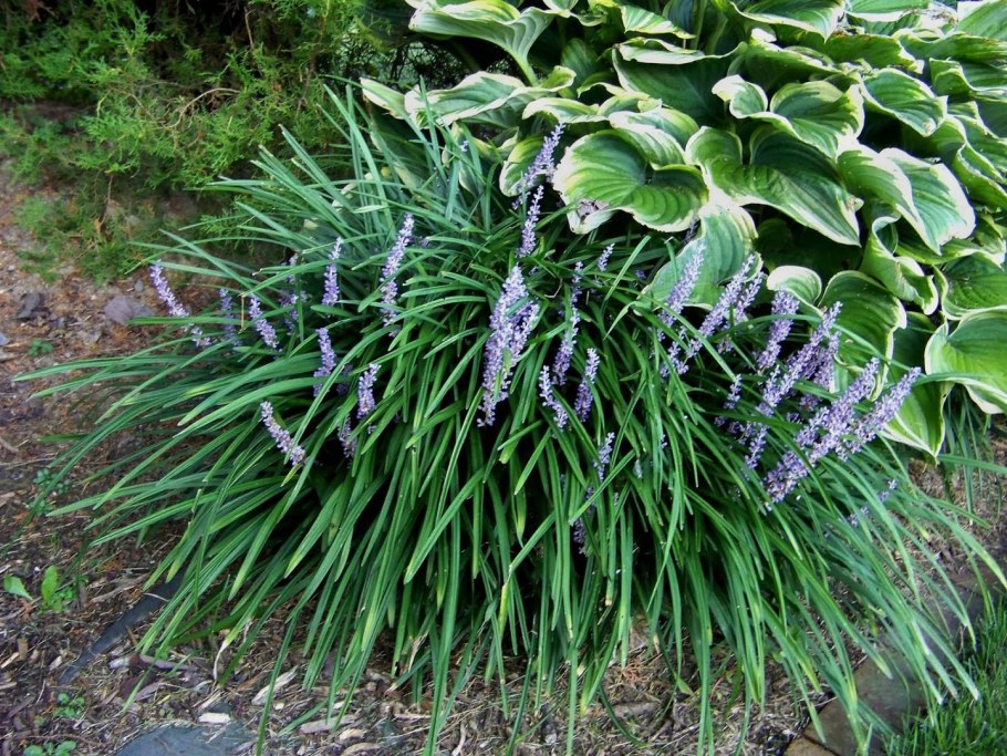 Лириопе мускари Ингверсен