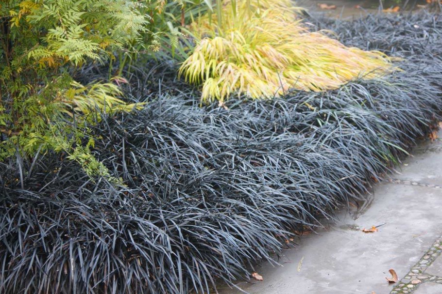 Офиопогон плоскострелый нигер