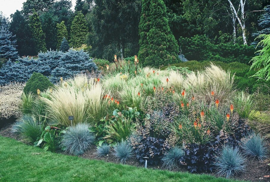 Овсяница сизая Варна