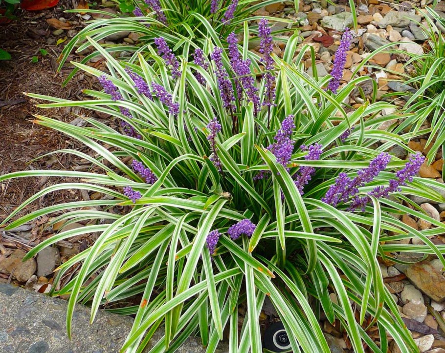 Офиопогон, лириопа