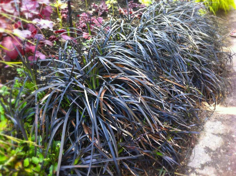 Офиопогон nigrescens