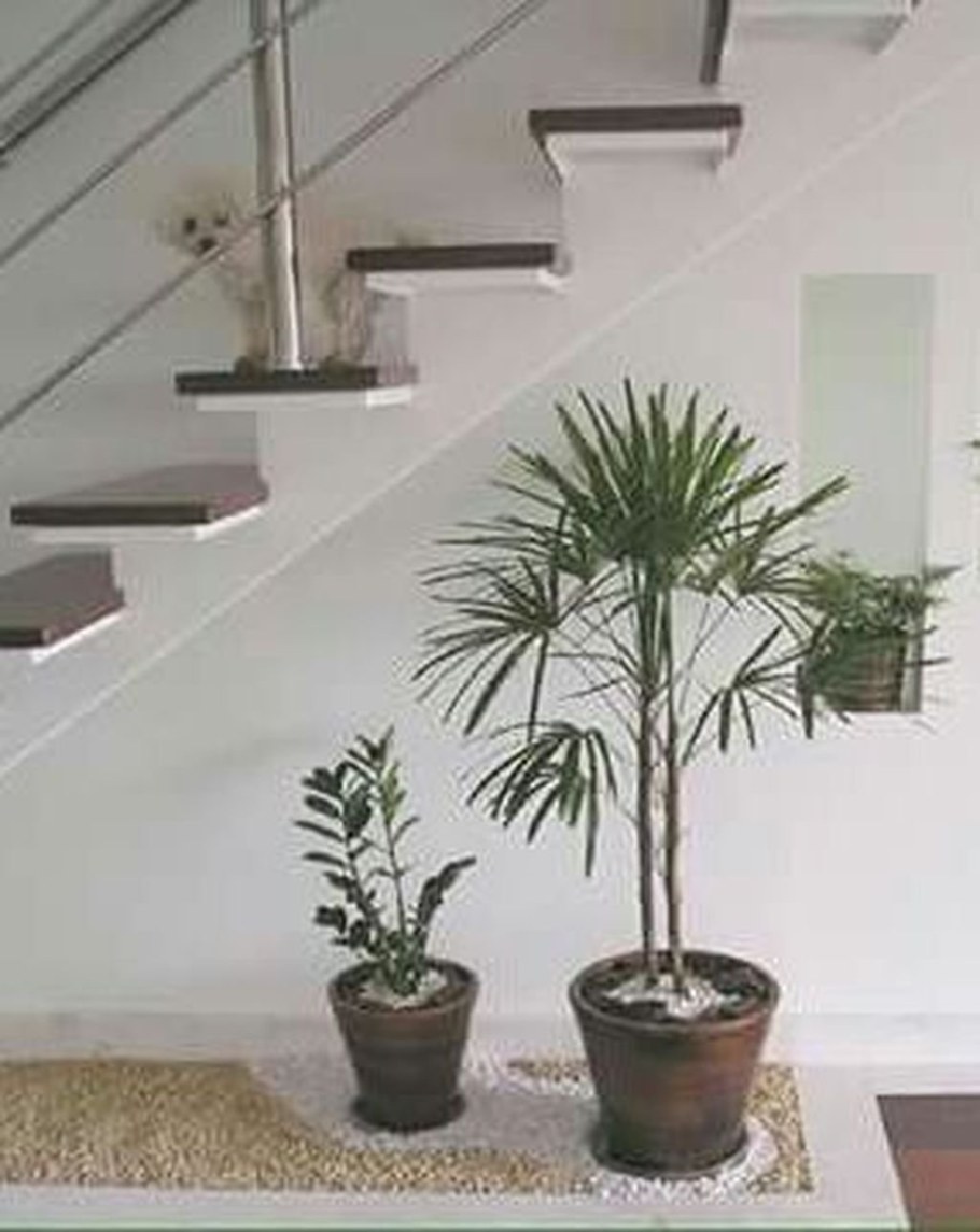 Комнатные растения под лестницей